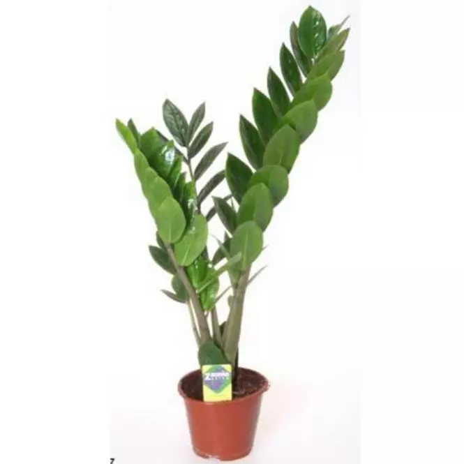 Zamioculcas 2-3 12/40