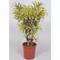 Dracaena Re Song of India Rozvetvvené 27/110