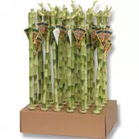 Lucky Bamboo Straight 60cm