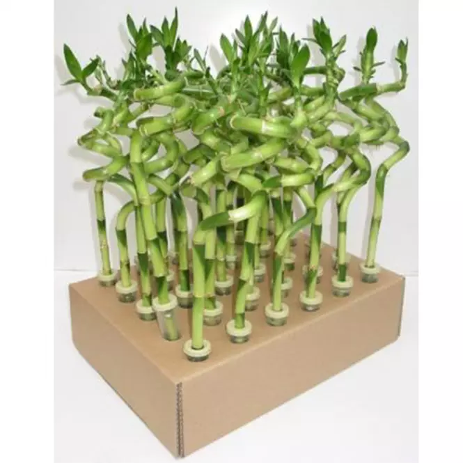 Lucky Bamboo Spiral 40cm