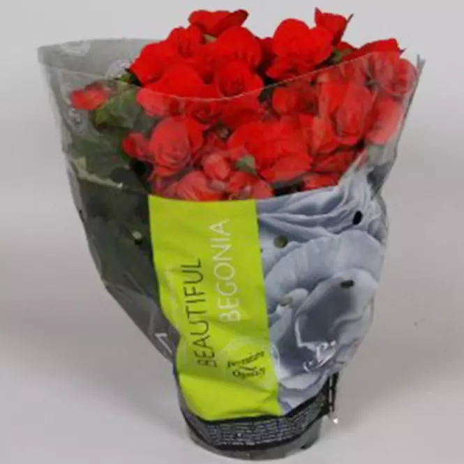 Begonia Elatior czerwona 13/30