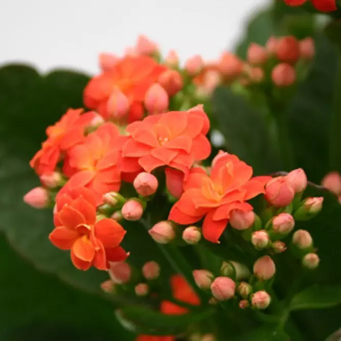 Kalanchoë Calandiva pomarańczowa 10/20