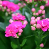 Kalanchoë Calandiva różowa 10/20