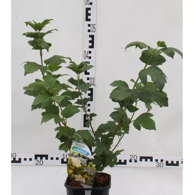 Viburnum w odmianach
