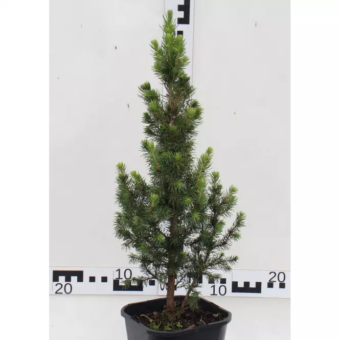 Picea Glauca Daisy S White/Rainbow S End  C2