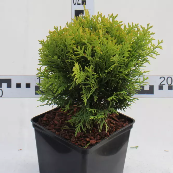Thuja Occidentalis Mirjam / Dawid C3