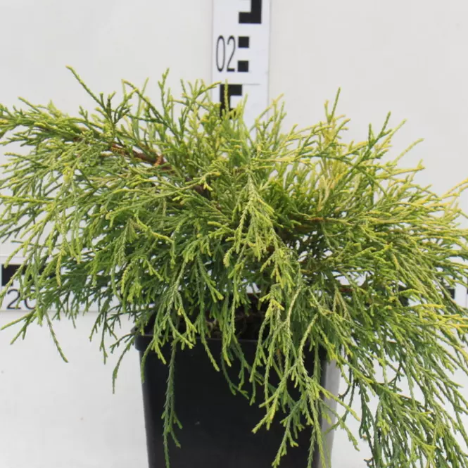 Chameacyparis Pisifera Sungold C3 30-40
