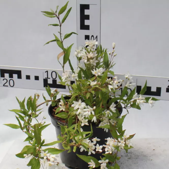 Deutzia w odmianach Żylistek Różowy C1,5