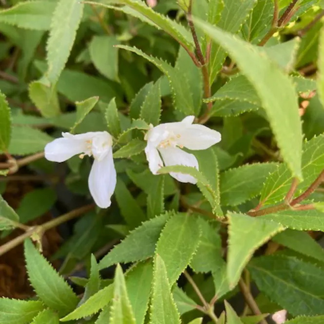 Deutzia w odmianach Żylistek Różowy C1,5