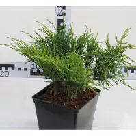 Juniperus Horizontalis  Plumosa C3