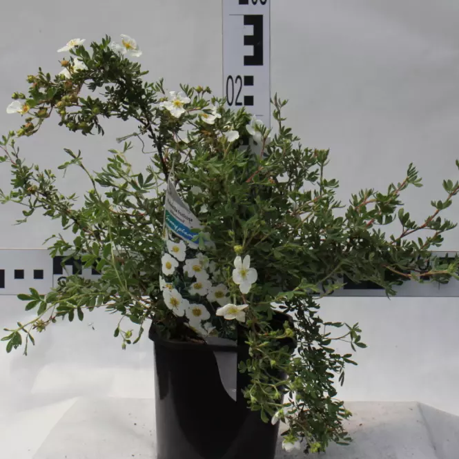 Pięciornik Krzewiasty Potentilla  C1,5