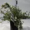 Pięciornik Krzewiasty Potentilla  C1,5