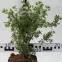 Pięciornik Krzewiasty Potentilla  C1,5,2