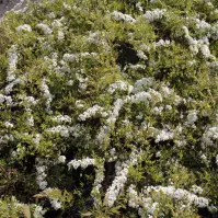 Tawuła Szara Spirea  Cinerea Grefsheim C1,5