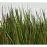 Trawy Proso Rózgowate Panicum  C2