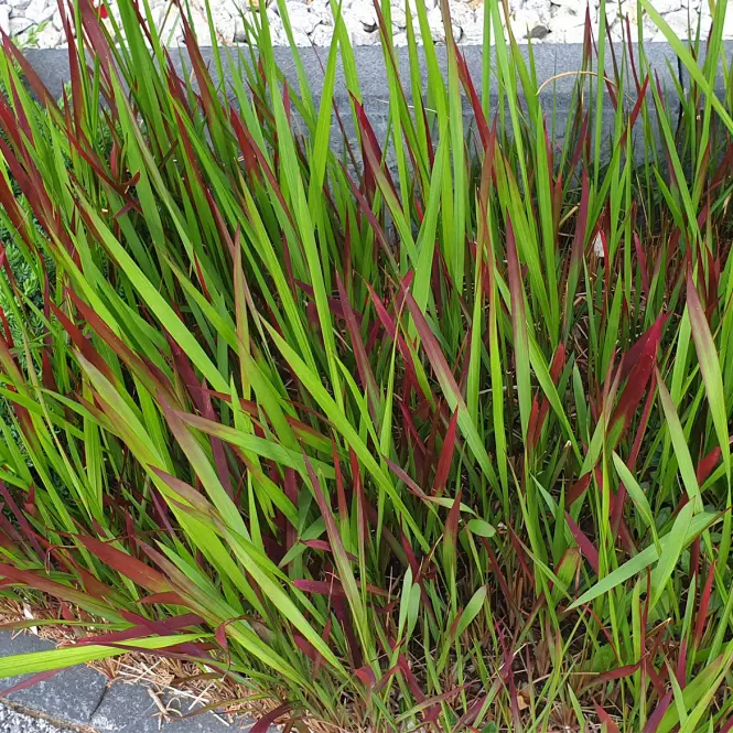 Trawy Proso Rózgowate Panicum  C2
