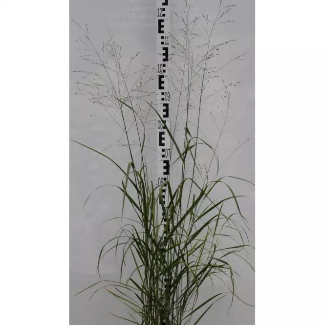 Trawy Proso Rózgowate Panicum  C2