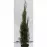 Thuja Occidentalis Smaragd C3