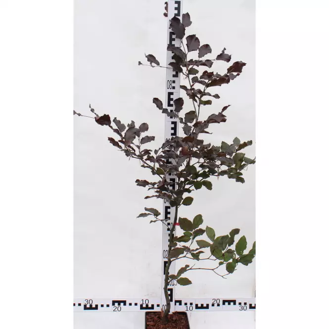 Fagus Salvatica Atropunicea C2