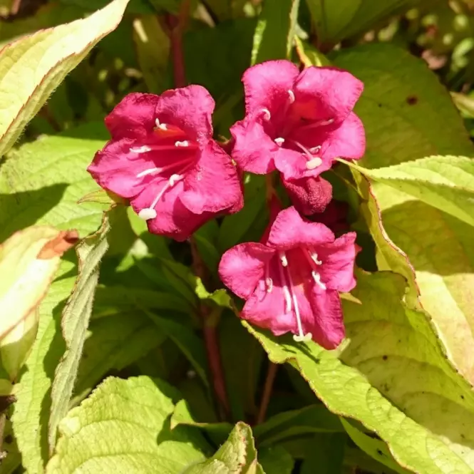 Krzewuszka Cudowna Weigela C2