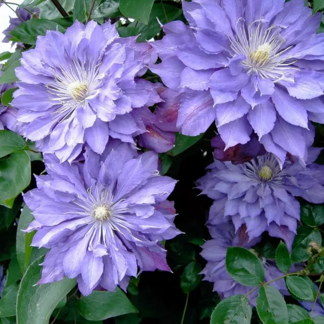Clematis Mix Pełnokwiatowy  C1