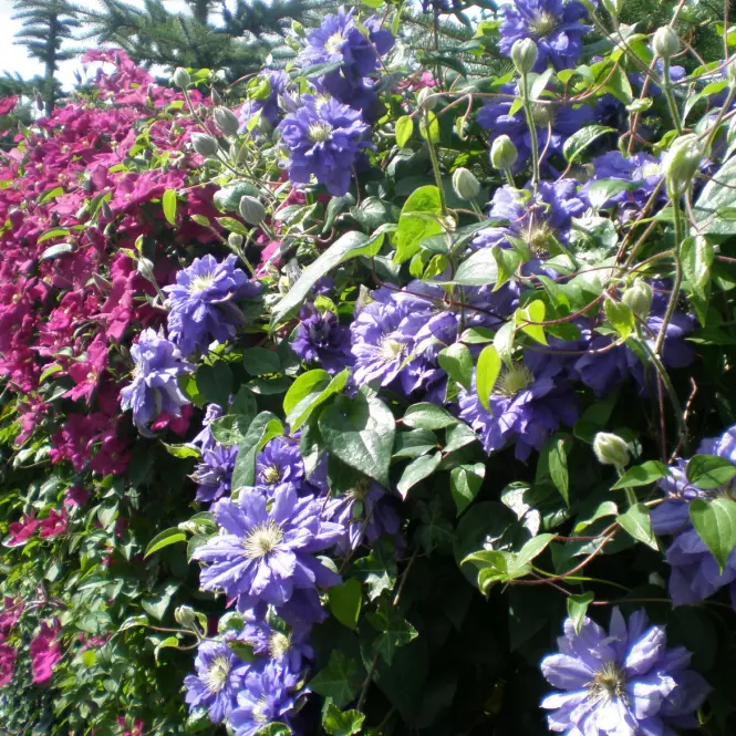 Clematis Mix Pełnokwiatowy  C1