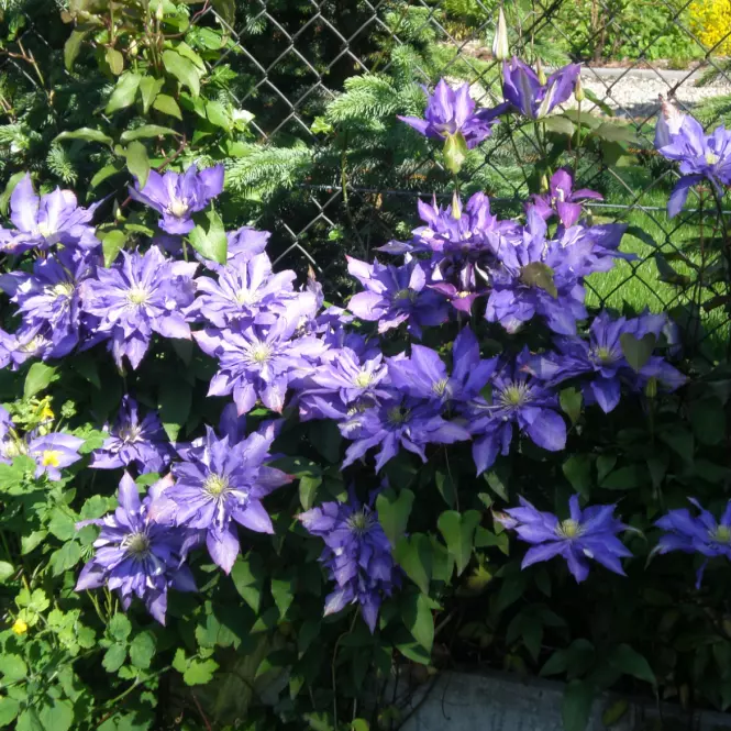 Clematis Mix Pełnokwiatowy  C1