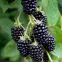 Jeżyna - Fruit Del.C1,3