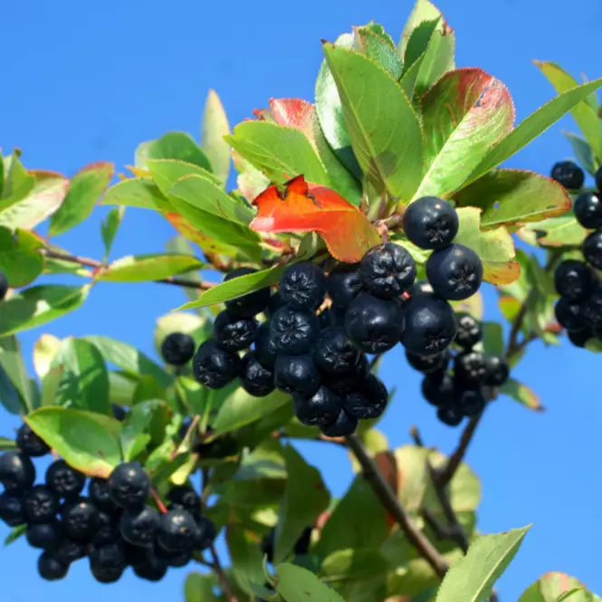Aronia - Fruit Del.C1