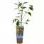 Morwa - Fruit Del.C1,3