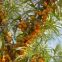 Rokitnik - Fruit Del.C1,3