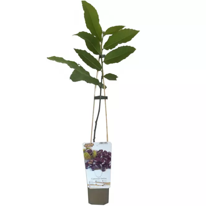 Kasztan Jadalny -Fruit Elite C1