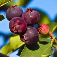 Świdośliwa -  Fruit Elite C1
