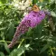 Buddleia C1,3