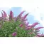 Buddleia C1,4
