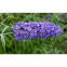 Buddleia C1,5