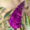 Buddleia C1,7
