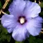 Hibiscus C1,5