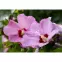 Hibiscus C1,8