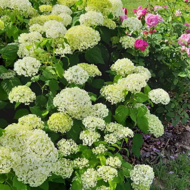 Hortensje C1