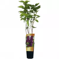 Syringa C1