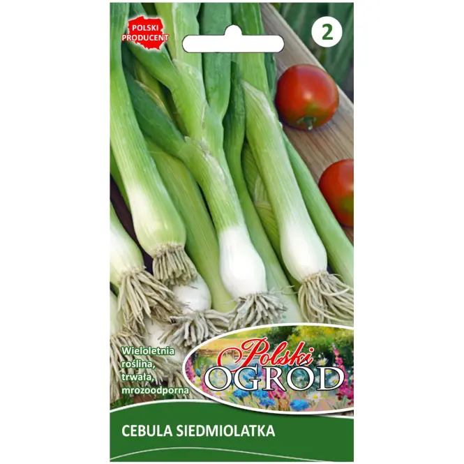 Cebula siedmiolatka Winter Nest