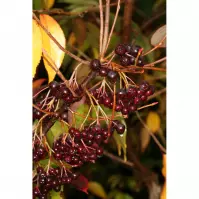 Aronia Arbutifolia Brilliant 30 - 40cm C2