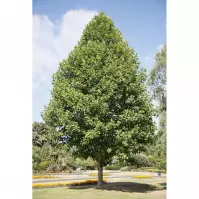 Liriodendron Tulipifera 120 - 140 cm C5