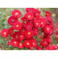 Rosa Rote The Fairy 20 - 30 cm C2