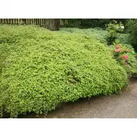 Stephanandra Incisa Crispa 30 - 40 cm C2
