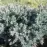 Juniperus squamata blue star c3