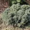 Juniperus squamata blue star c3,2