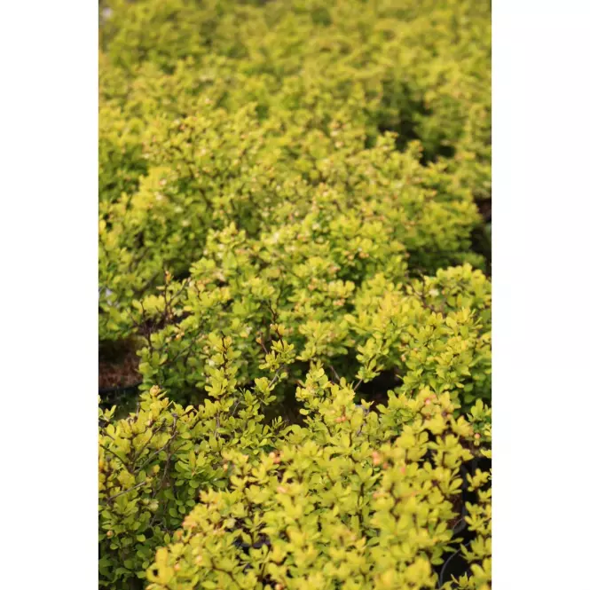 Berberis thunbergii aurea C1,5