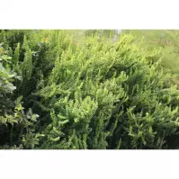 Berberis thunbergii erecta C1,5